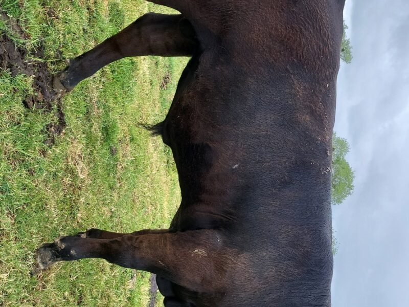 Taureaux Redyblack