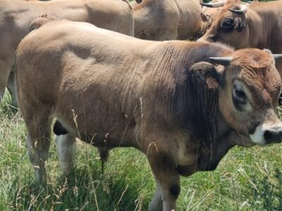 Taureau Aubrac