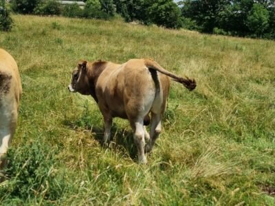 Taureau Aubrac