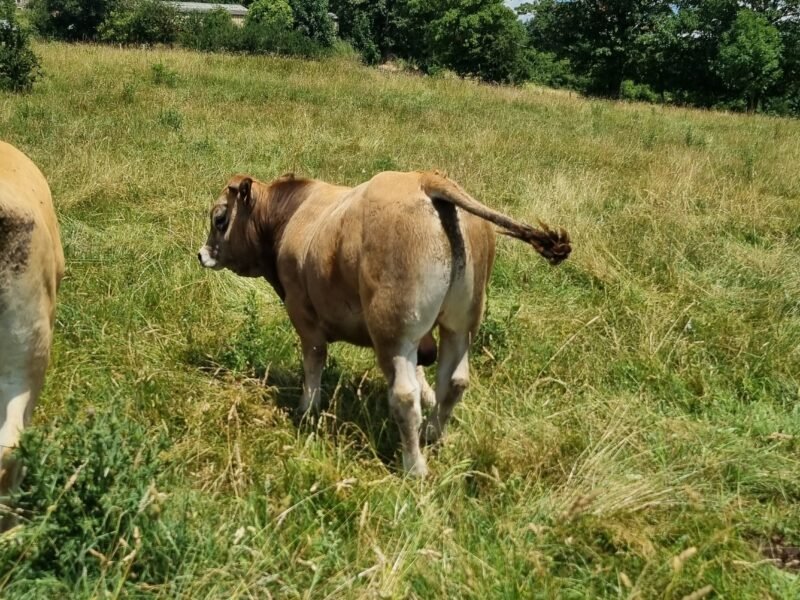 Taureau Aubrac