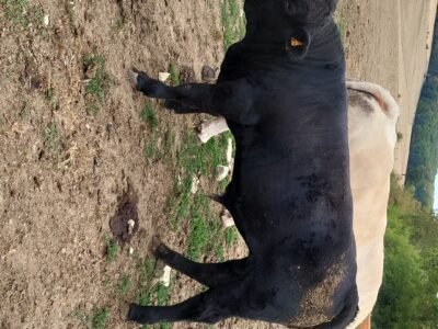 Jeunes taureaux Redyblack