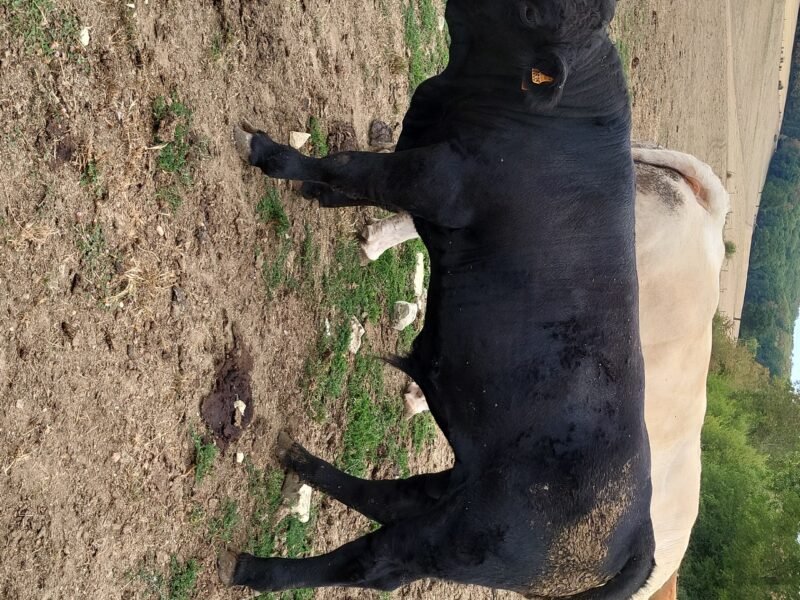 Jeunes taureaux Redyblack