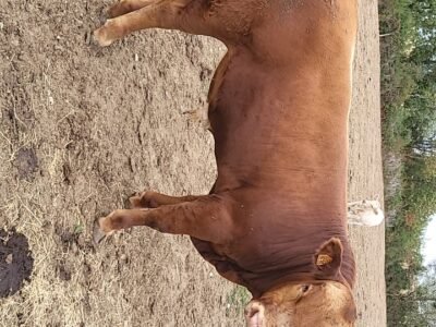 Jeunes taureaux Redyblack