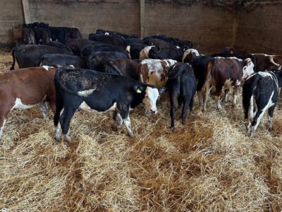 Angus/ Hereford Calves
