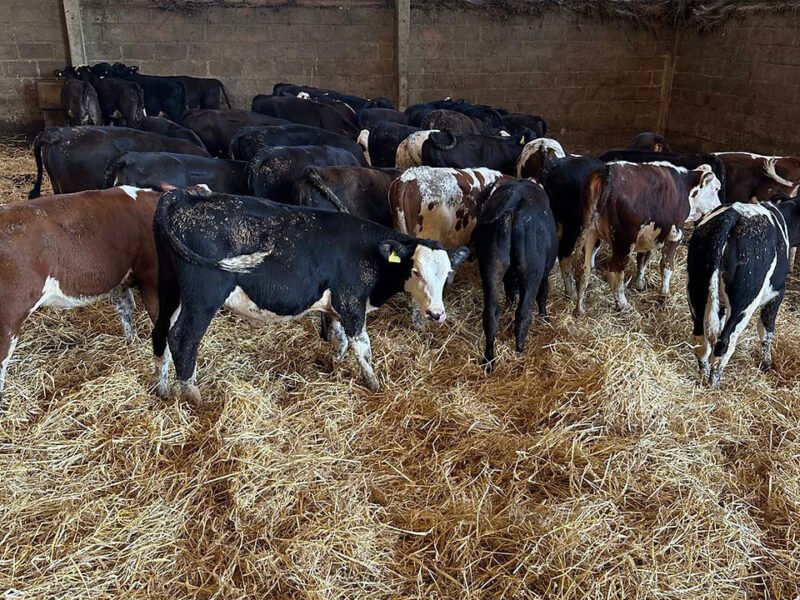 Angus/ Hereford Calves