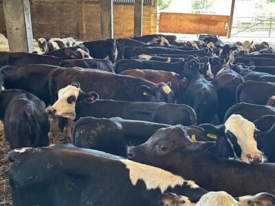 Angus/ Hereford Calves