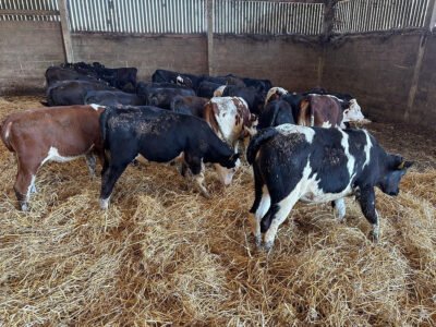 Angus/ Hereford Calves