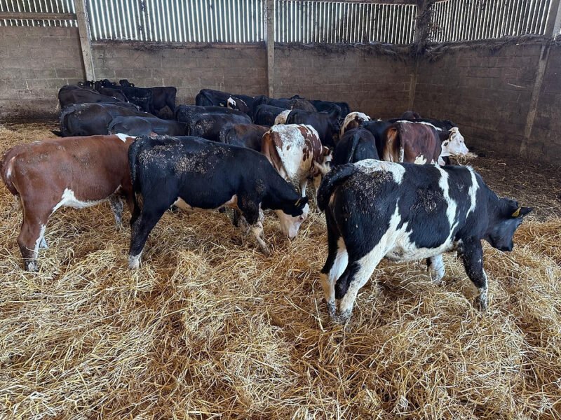 Angus/ Hereford Calves