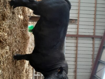 TAUREAU REDYBLACK 3 ANS