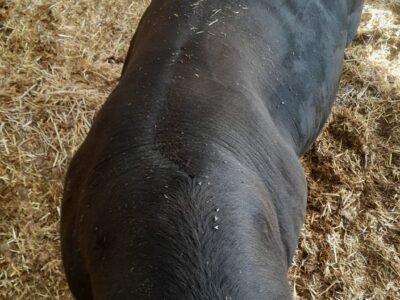 TAUREAU REDYBLACK 3 ANS