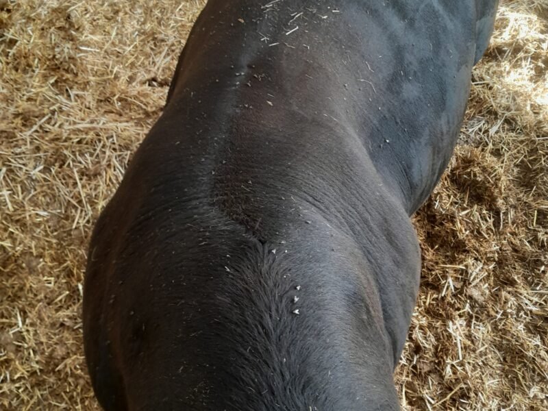 TAUREAU REDYBLACK 3 ANS
