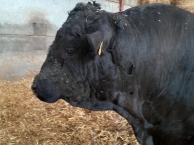 TAUREAU REDYBLACK 3 ANS