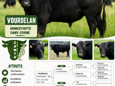 Sélection de mâles pur Angus