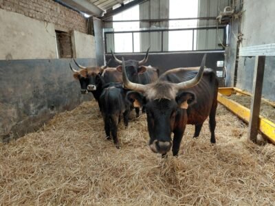 Aurochs 4 VACHES ET 2 BROUTARS