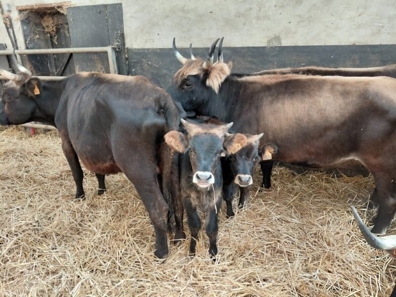 Aurochs 4 VACHES ET 2 BROUTARS