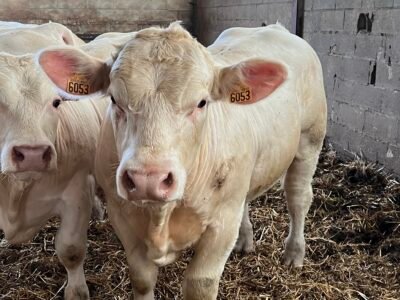 Veaux reproducteurs