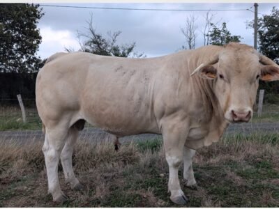 17 bovins à vendre