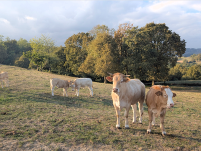 17 bovins à vendre