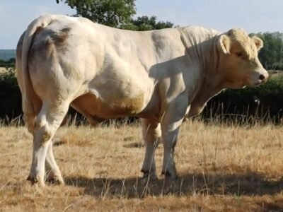 Taureaux charolais