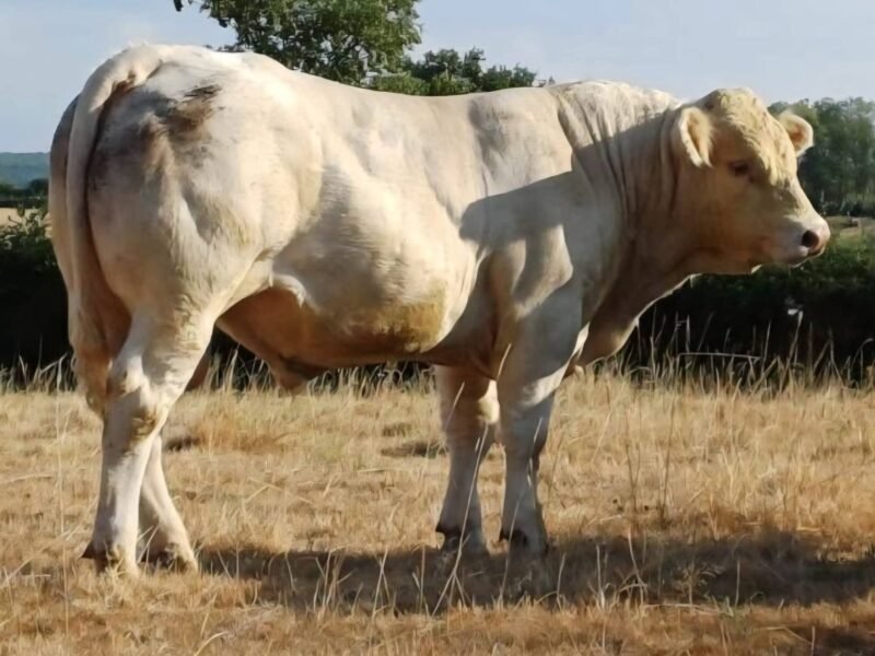 Taureaux charolais