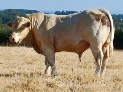 Taureaux charolais