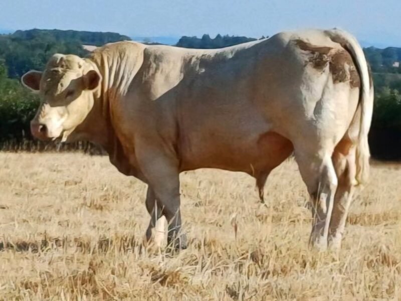 Taureaux charolais