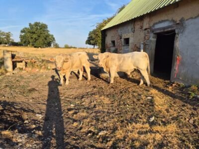 Charolais HBC homozygote sans corne
