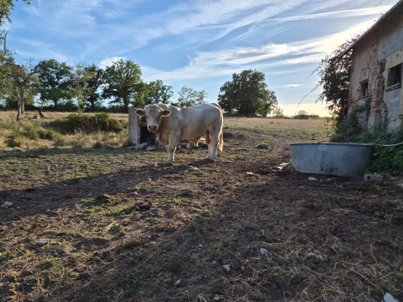 Charolais HBC homozygote sans corne