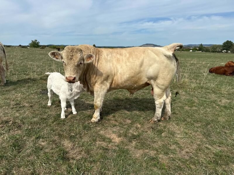 Taureau