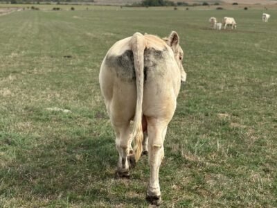 Taureau