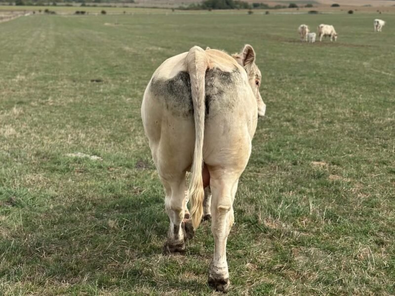 Taureau