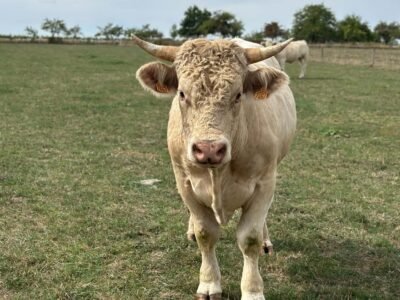 Taureau