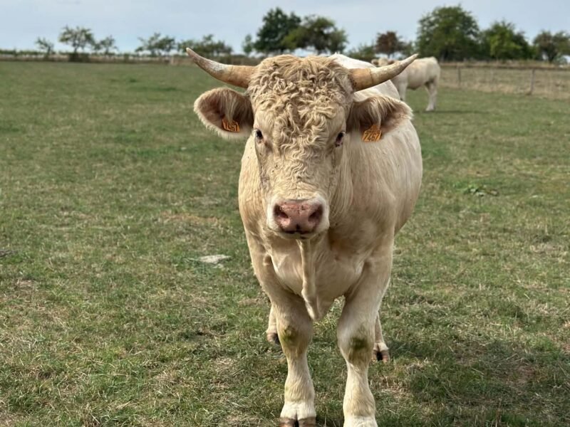 Taureau