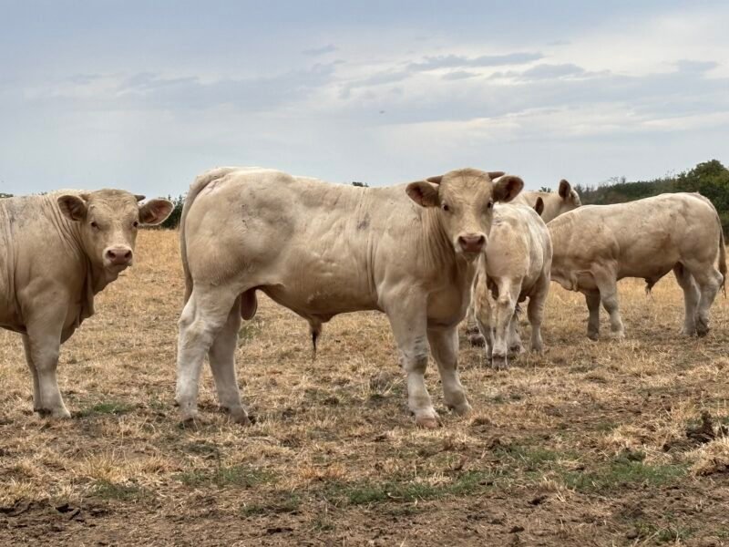 3 veaux avec de bonnes origines
