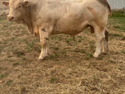 Taureaux 18 mois