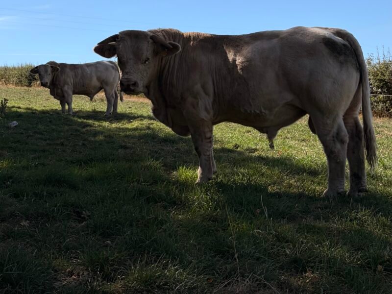 Taureaux 18 m VF