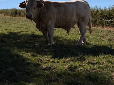 Taureau de 18m VF