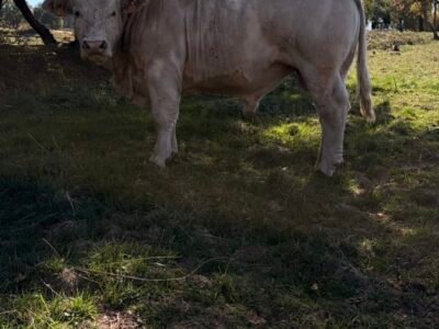 Taureau de 18m VF