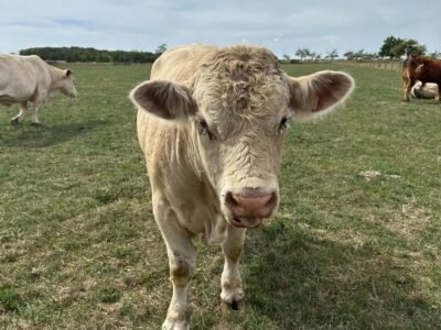 Taureau