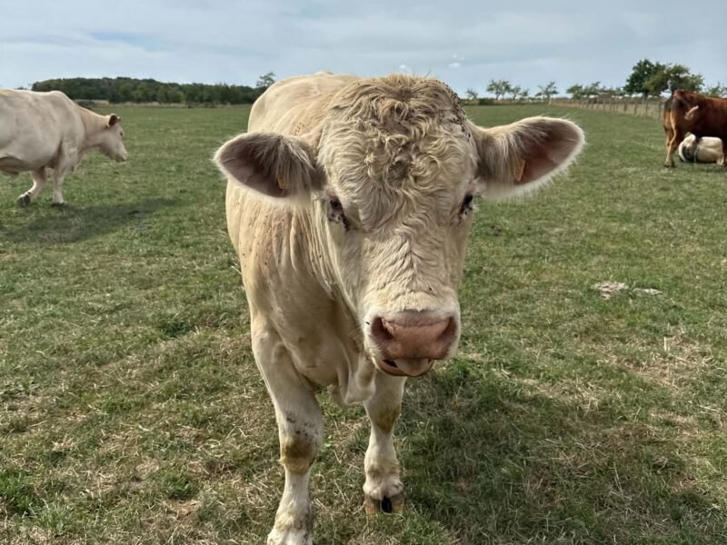 Taureau
