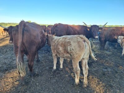 Ventes vaches Salers avec leurs veaux croisés Charolais