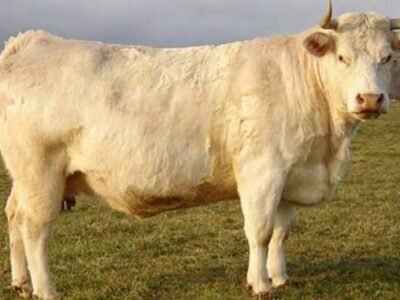 Vache charolaise