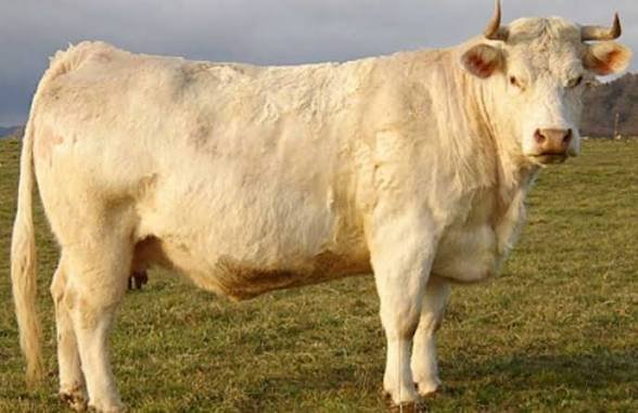 Vache charolaise