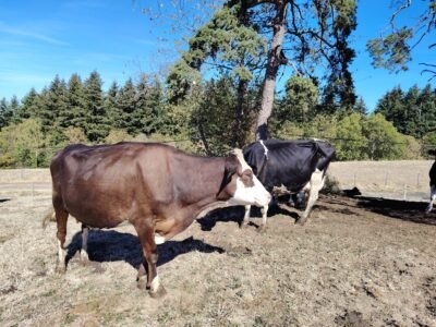 prim holstein croisée simentale BIO