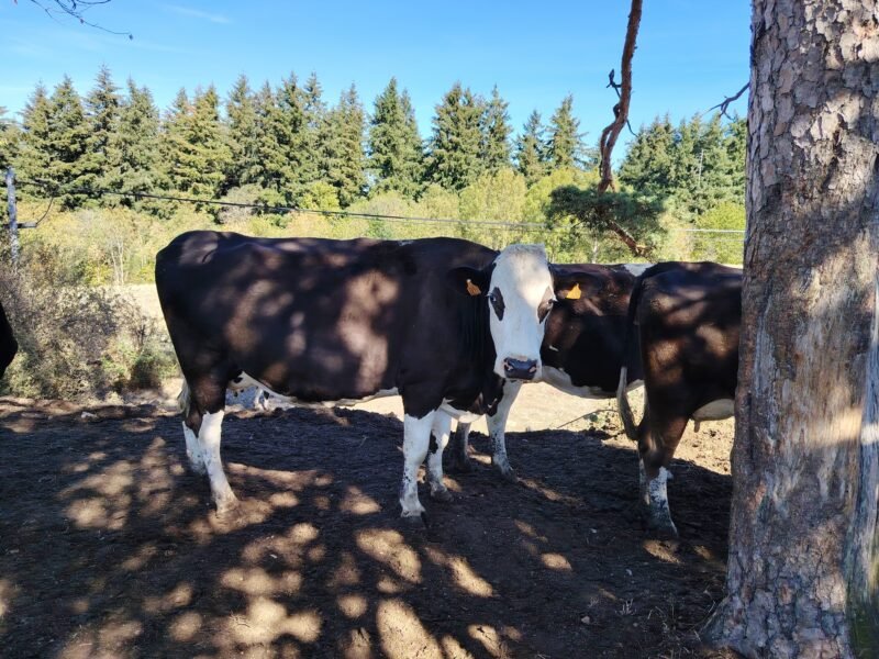 prim holstein croisée simentale BIO