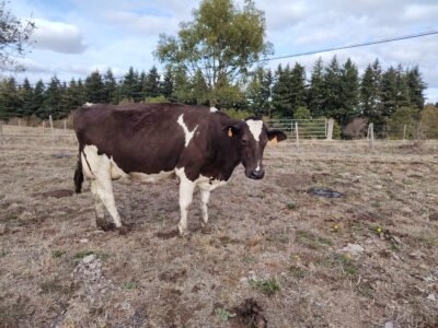 prim holstein croisée simentale BIO