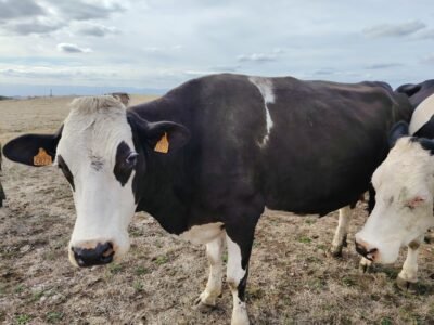 prim holstein croisée simentale BIO