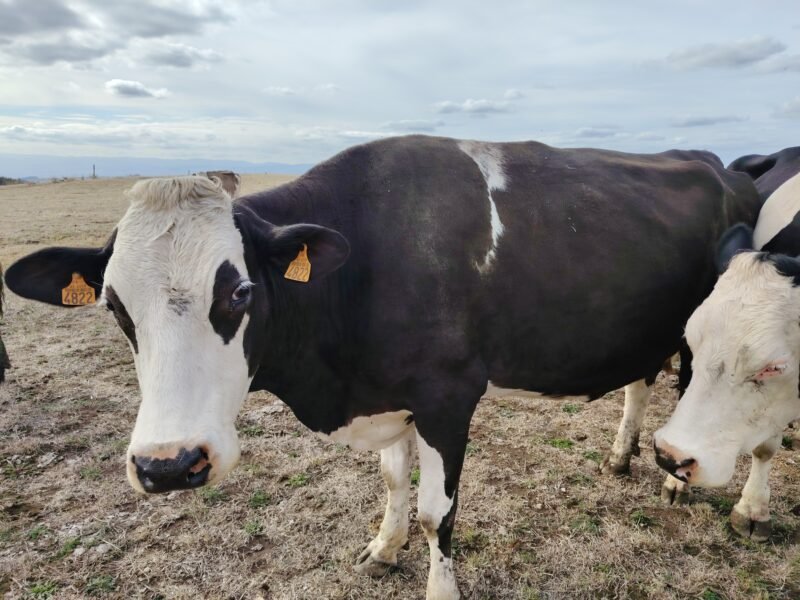 prim holstein croisée simentale BIO