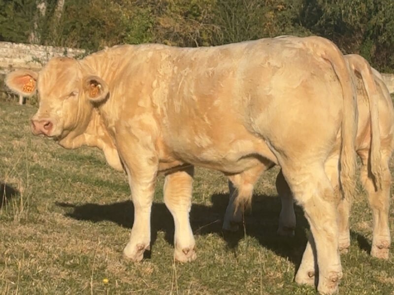 Veau type élevage HBC porteur F94l