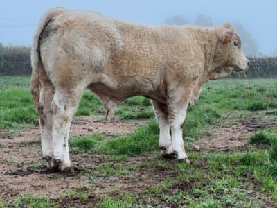 Veau type élevage HBC porteur F94l